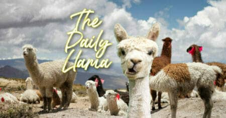 The Daily Llama llama instagram copy