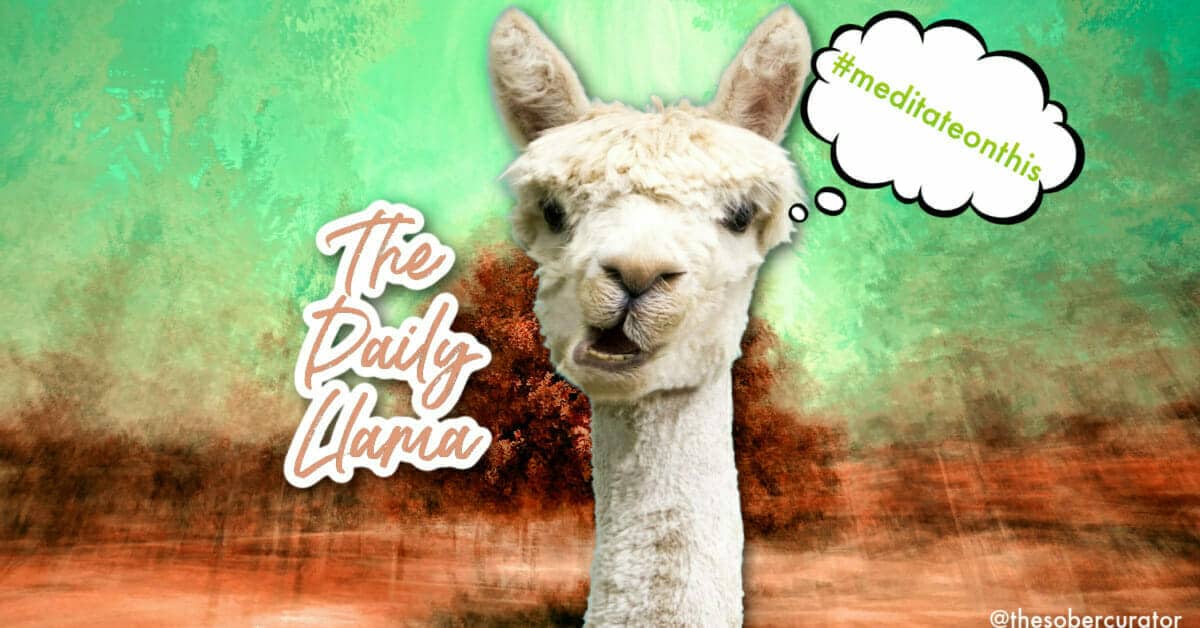 The Daily Llama 11 09 Insta copy