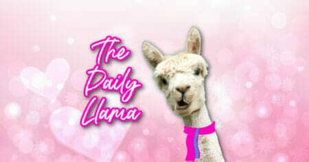 The Daily Llama Feb 1st copy 3