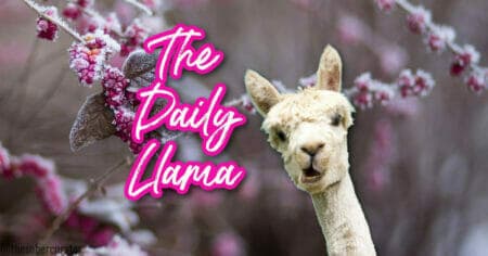 The Daily Llama Jan 18 2021 copy 2
