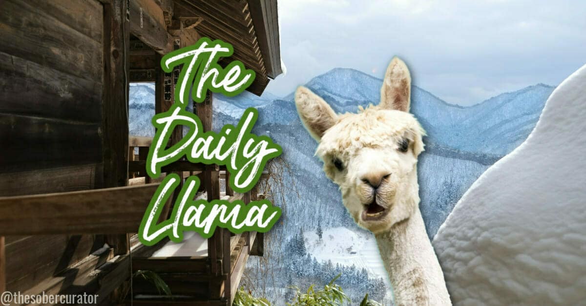 The Daily Llama Jan 25 2021 copy 4