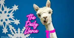 The Daily Llama Jan 25 copy 3