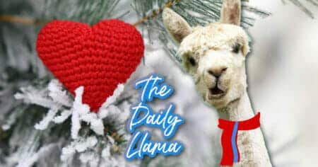 The Daily Llama Feb 15th