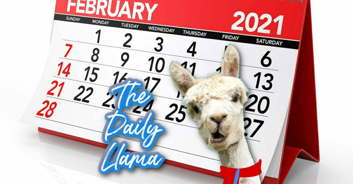 The Daily Llama Feb 22nd copy 3