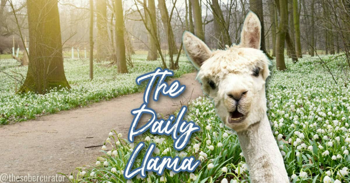 The Daily Llama March 15 19 copy 3