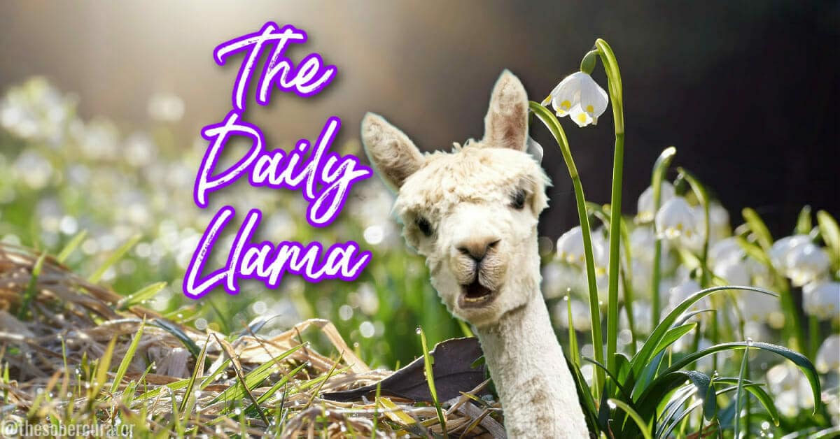 The Daily Llama March 8 12 copy 3