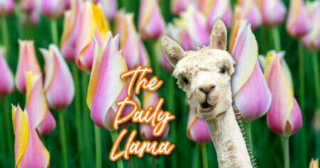 The Daily Llama 19th 23rd copy 3
