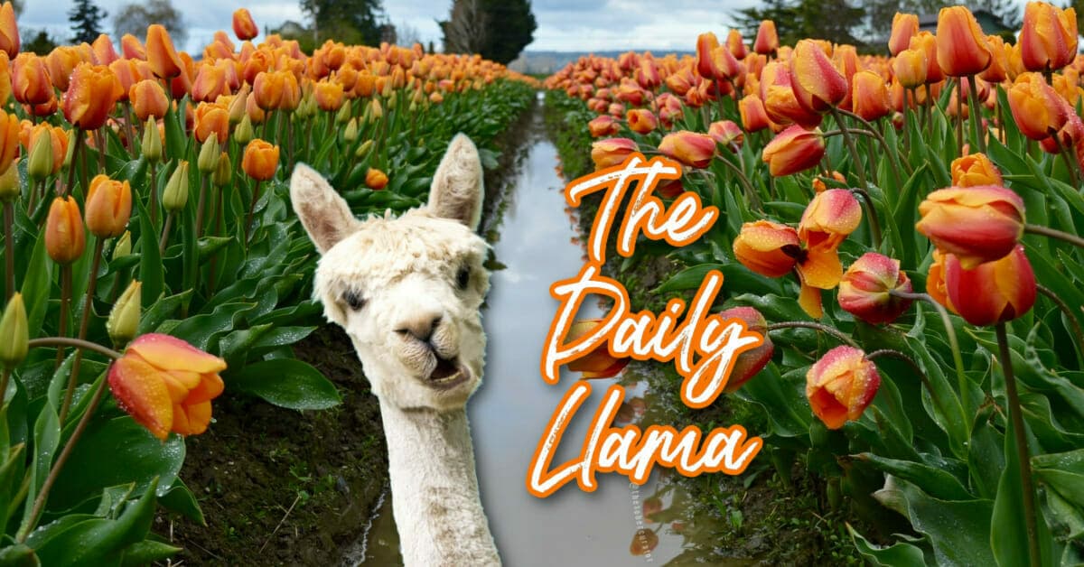 The Daily Llama 26th 30th copy 5