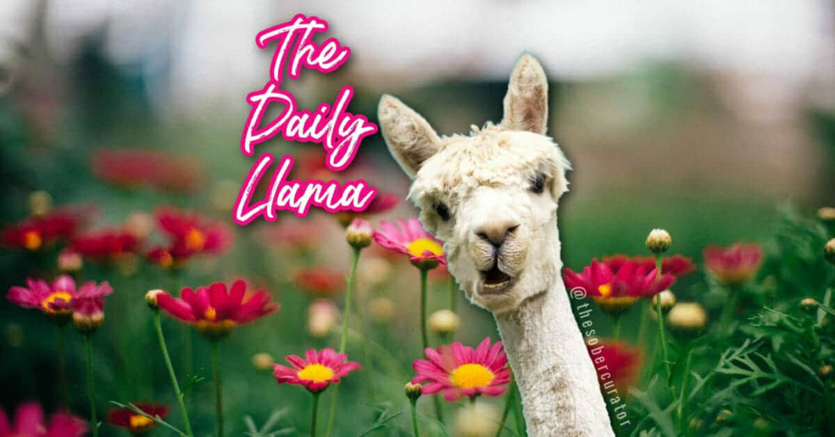 The Daily Llama April 12th copy 4