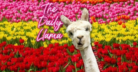 The Daily Llama April 5 9 2021 copy 7