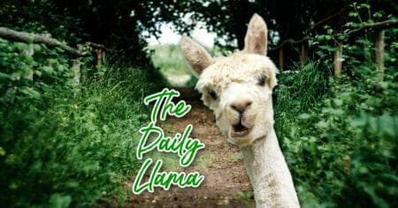 The Daily Llama May 17 21 1