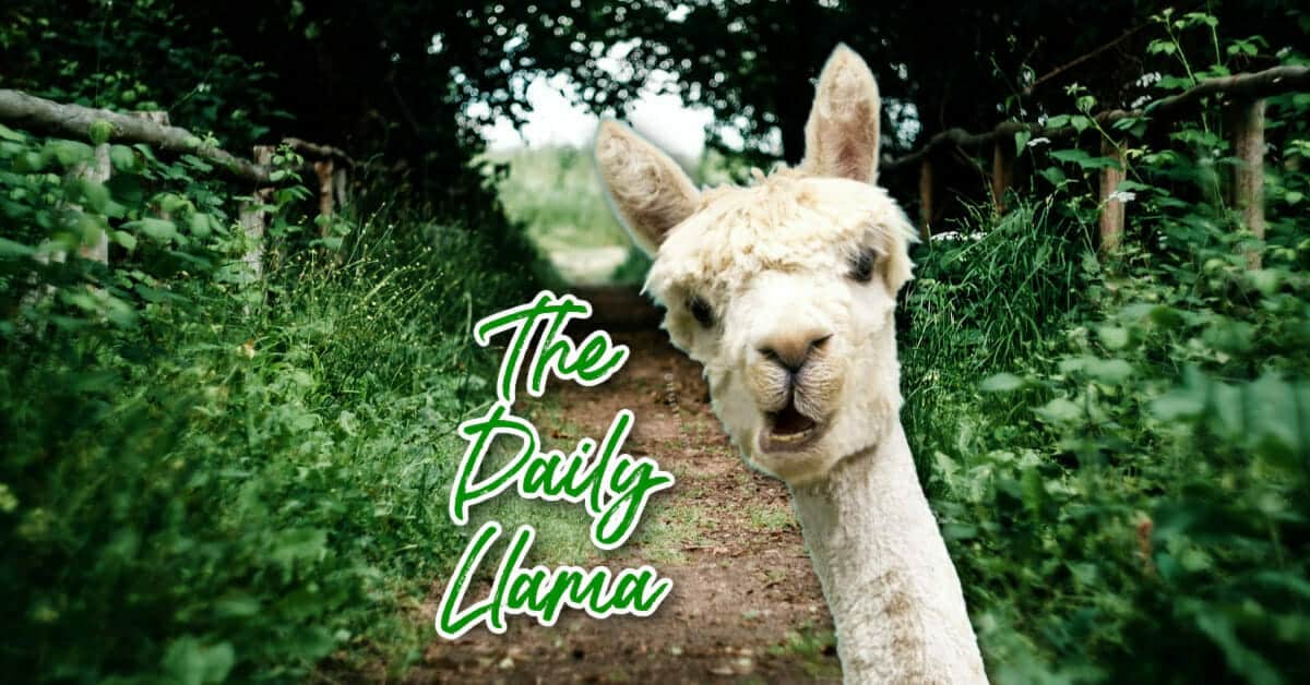 The Daily Llama May 17 21 1