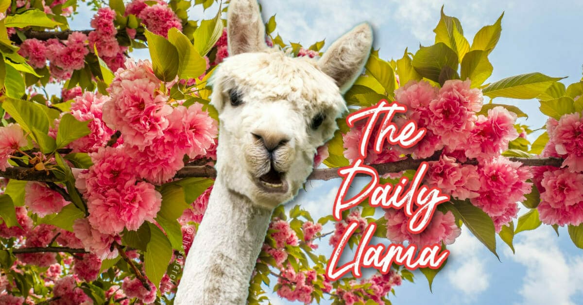 The Daily Llama May 3rd 7th copy 4