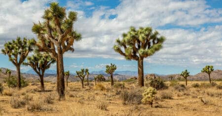 What a Trip Joshua Tree