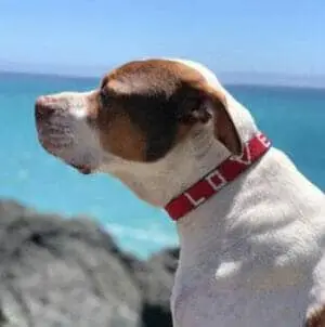 LOVE Pet Collar – Red – Love Is Project