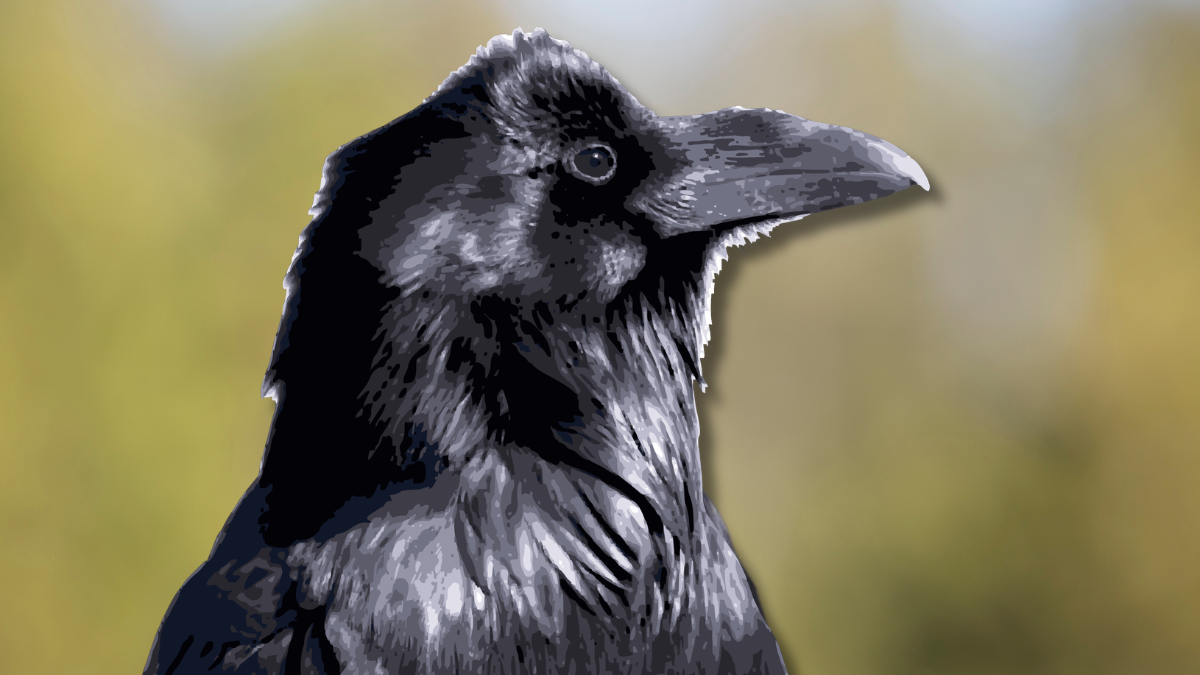 The Science of Crows and the Practice of Coming Back The Science of Crows and the Practice of Coming Back