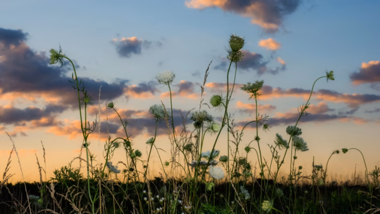 We Were Always This Lit: Celtic Midsummer, Emotional Sobriety, and the Light We Forget to Count We Were Always This Lit_ Celtic Midsummer, Emotional Sobriety, and the Light We Forget to Count